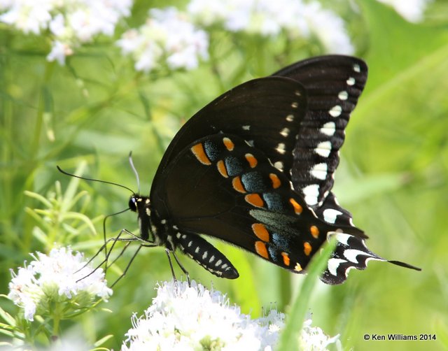 Spicebush Swallowtail, Nickel TNC Preserve, Cherokee Co, OK, 7-8-14, Jp_16203.JPG