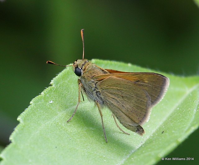 Tawney-edge Skipper, Cherokee Co, OK, 5-22-14, Jp_14034.JPG