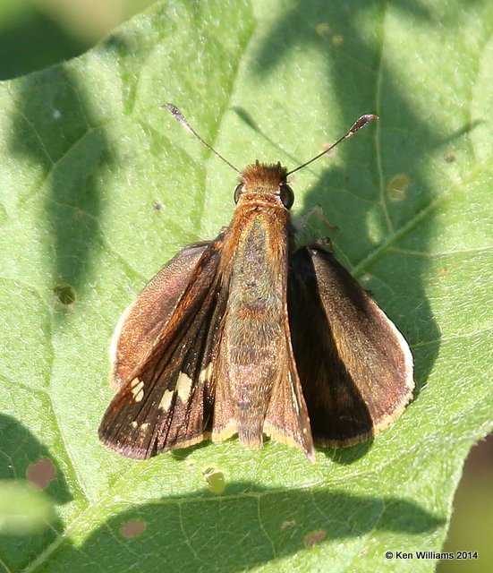 Zabulon Skipper female, Nowata Co, OK, 7-2-14, Jp_15631.JPG