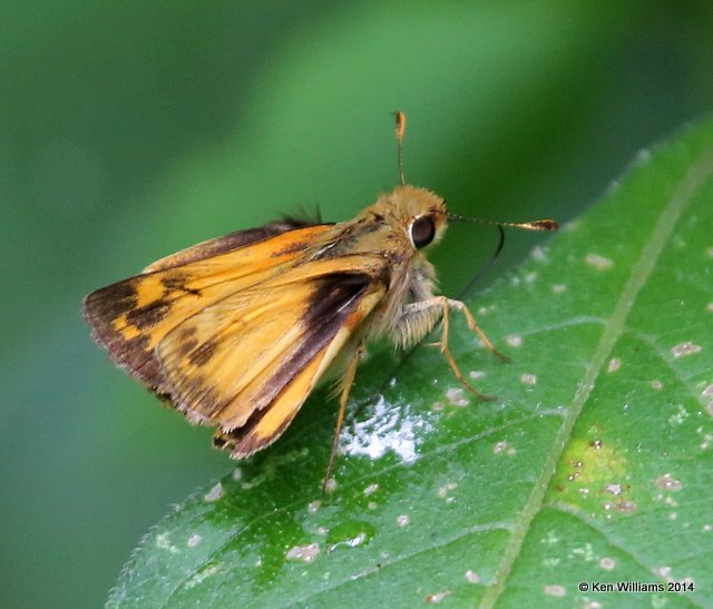 Zabulon Skipper male, Snake Creek, Mayes Co, OK, 7-11-14,  Jp_16439.JPG