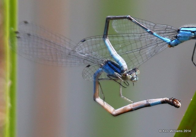 Azure Bluet female, Nickel TNC Preserve, Cherokee Co, OK, 7-11-14,  Jpe_16843.JPG
