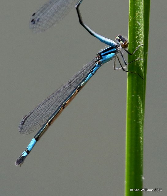 Azure Bluet female, Nickel TNC Preserve, Cherokee Co, OK, 7-8-14,  Jp_16153.JPG
