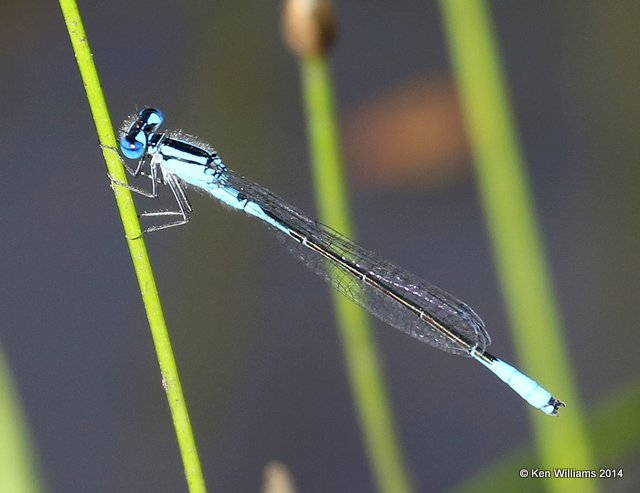 Azure Bluet male, Muskogee Co, OK, 6-3-14, Jp_15231.JPG