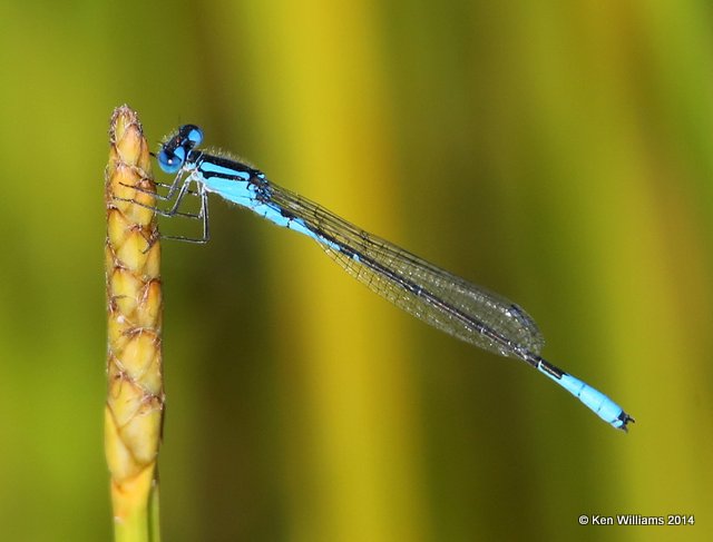 Azure Bluet male, Nickel TNC Preserve, Cherokee Co, OK, 7-8-14,  Jp_16098.JPG