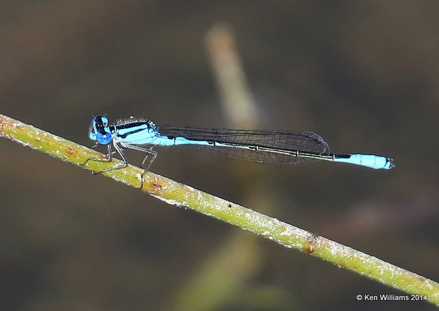 Azure Bluet male, Nickel TNC Preserve, Cherokee Co, OK, 7-8-14,  Jp_16112.JPG
