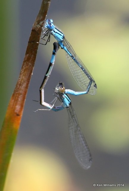 Azure Bluet pair, Nickel TNC Preserve, Cherokee Co, OK, 7-11-14,  Jp_16809.JPG