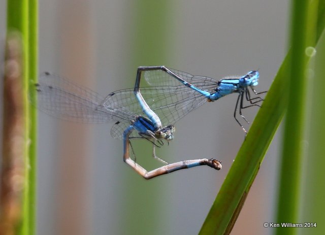 Azure Bluet pair, Nickel TNC Preserve, Cherokee Co, OK, 7-11-14,  Jp_16843.JPG
