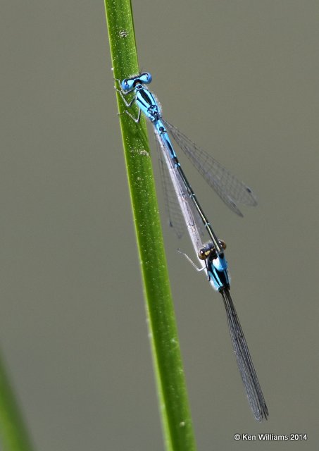 Azure Bluet pair, Nickel TNC Preserve, Cherokee Co, OK, 7-8-14,  Jp_16149.JPG