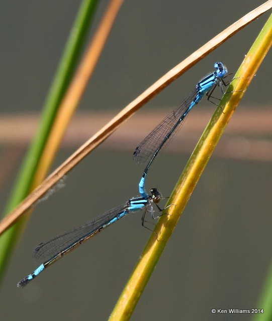Azure Bluet pair, Nickel TNC Preserve, Cherokee Co, OK, 7-8-14,  Jpp_16172.JPG