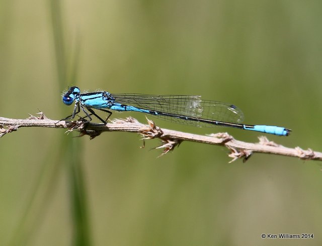 Azure Bluet, Cherokee Co, OK, 5-22-14, Jp_14057.JPG