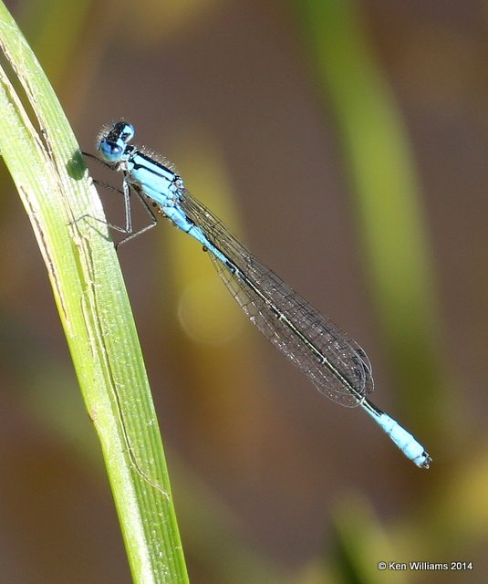 Azure Bluet, Muskogee Co, OK, 5-22-14, Jp_13805.JPG