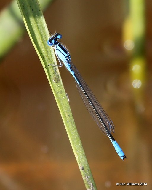 Azure Bluet, Muskogee Co, OK, 5-22-14, Jp_13816.JPG