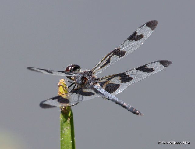 Banded Pennant male, Nickel TNC Preserve, Cherokee Co, OK, 7-11-14, Jp_16807.JPG