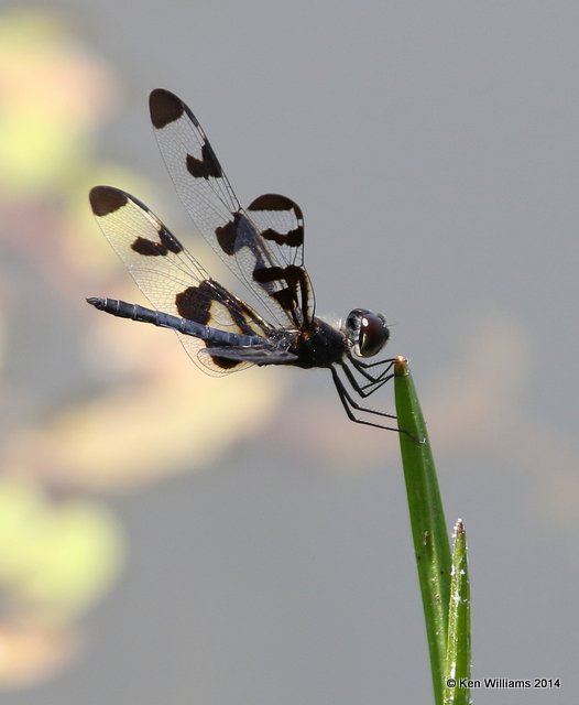 Banded Pennant male, Nickel TNC Preserve, Cherokee Co, OK, 7-8-14, Jp_16141.JPG