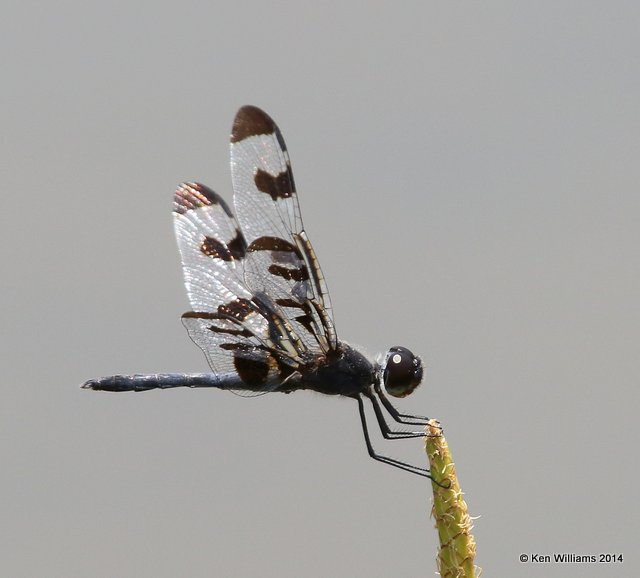 Banded Pennant male, Nickel TNC Preserve, Cherokee Co, OK, 7-8-14, Jp_16187.JPG