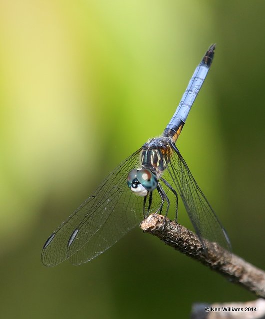 Blue Dasher male, Muskogee Co, OK, 6-3-14, Jp_15149.JPG
