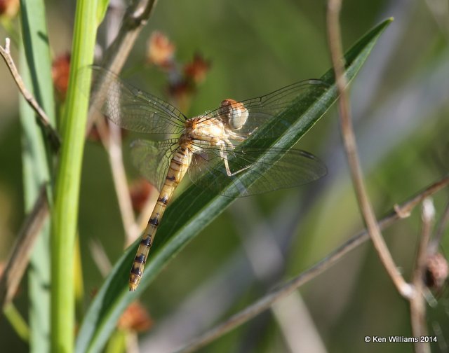 Blue-faced Meadowhawk female, Muskogee Co, OK, 5-22-14, Jp_13739.JPG
