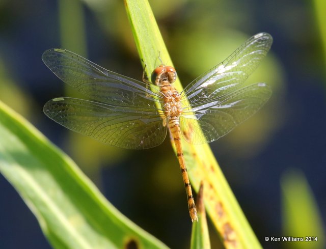 Blue-faced Meadowhawk female, Muskogee Co, OK, 6-3-14, Jp_15216.JPG