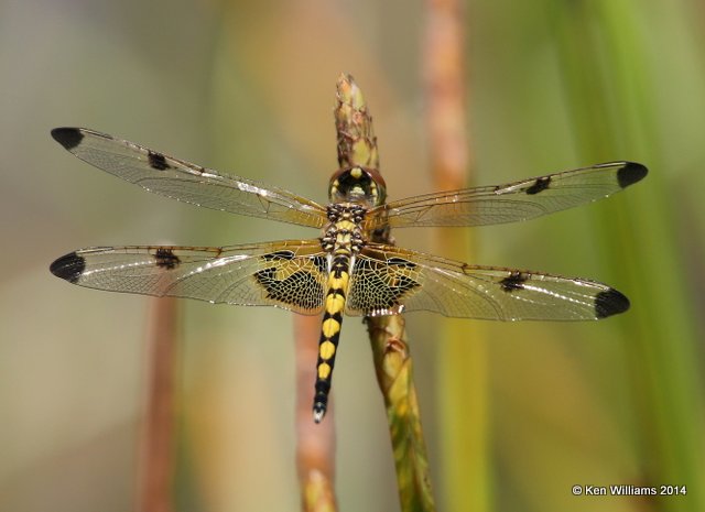Calico Pennant female, Nickel TNC Preserve, Cherokee Co, OK, 7-11-14, Jp_16855.JPG