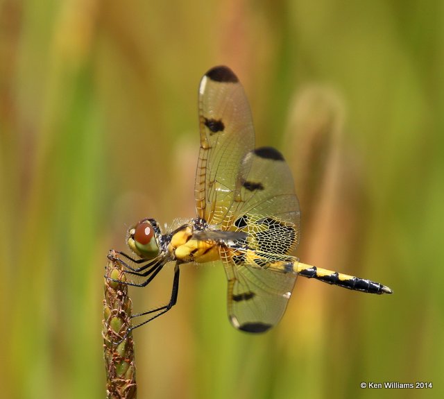 Calico Pennant female, Nickel TNC Preserve, Cherokee Co, OK, 7-11-14, Jp_16862.JPG