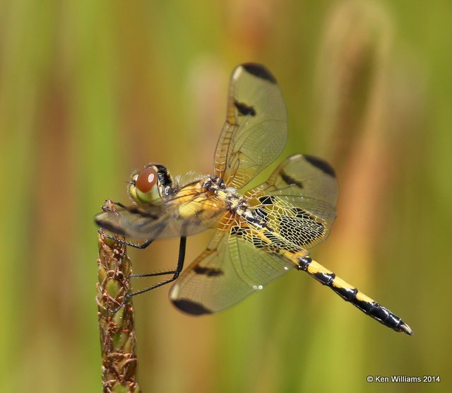 Calico Pennant female, Nickel TNC Preserve, Cherokee Co, OK, 7-11-14, Jp_16865.JPG
