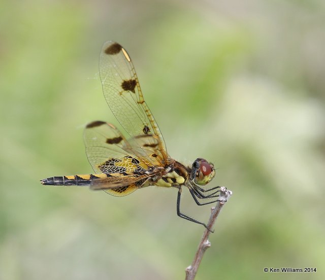 Calico Pennant female, TNC Tallgrass Prairie Preserve, Osage County, OK, 5-30-14, Jp_14318.JPG