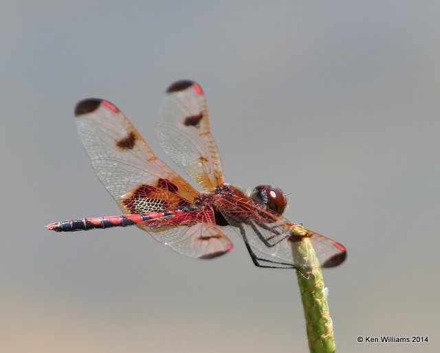 Calico Pennant male, Nickel TNC Preserve, Cherokee Co, OK, 7-11-14, Jp_16880.JPG