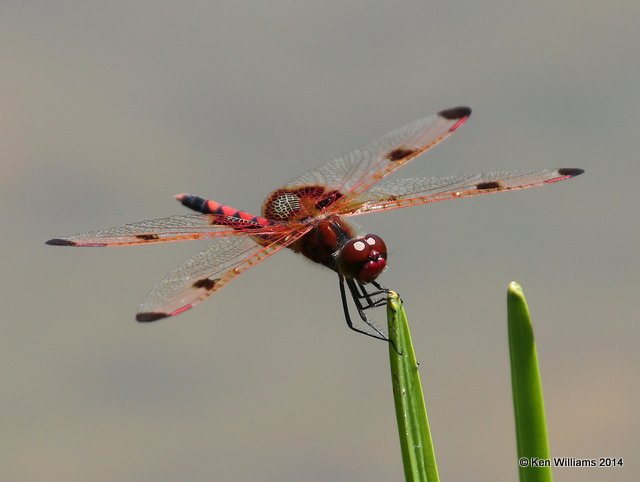 Calico Pennant male, Nickel TNC Preserve, Cherokee Co, OK, 7-11-14, Jp_16884.JPG