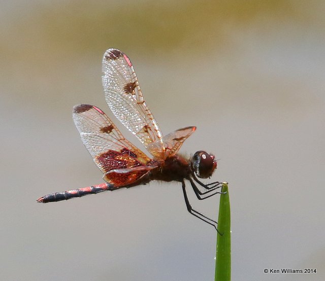 Calico Pennant male, Nickel TNC Preserve, Cherokee Co, OK, 7-8-14, Jp_16196.JPG