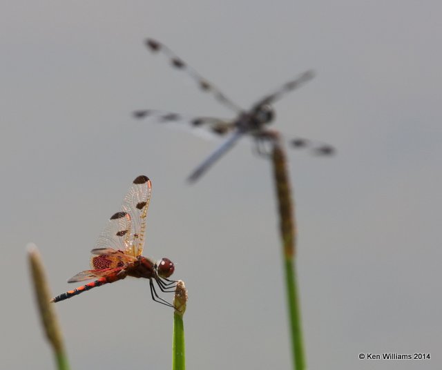 Calico Pennant male, Nickel TNC Preserve, Cherokee Co, OK, 7-8-14, Jpp_16183.JPG