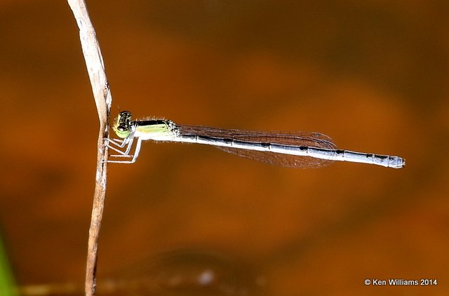 Citrine Forktail female, Muskogee Co, OK, 6-3-14, Jp_15290.JPG