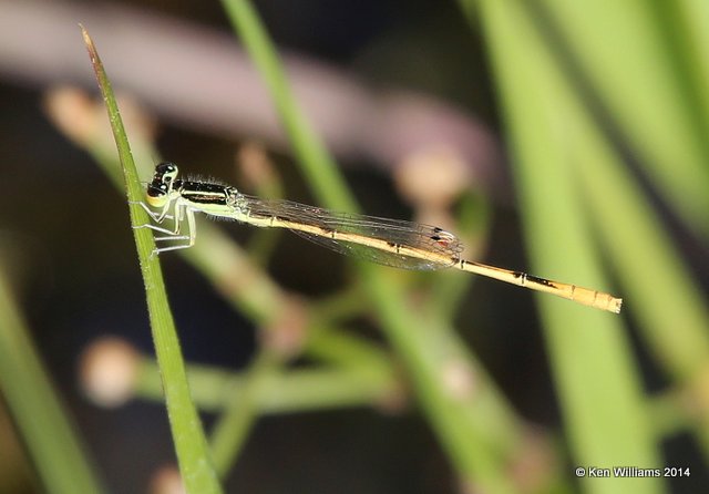 Citrine Forktail male, Muskogee Co, OK, 5-22-14, Jp_13780.JPG