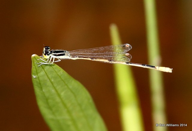 Citrine Forktail male, Muskogee Co, OK, 6-3-14, Jp_15301.JPG