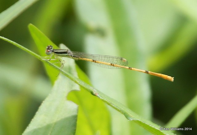 Citrine Forktail male, Nowata Co, OK, 7-2-14, Jp_15996.JPG