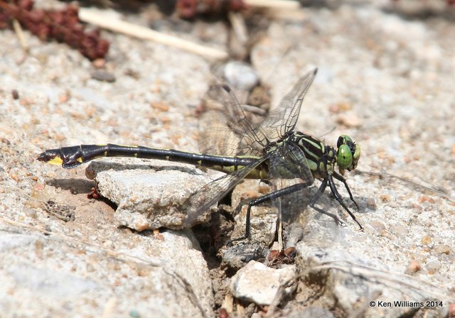 Cobra Clubtail, Nowata Co, OK, 7-2-14, Jp_15925.JPG