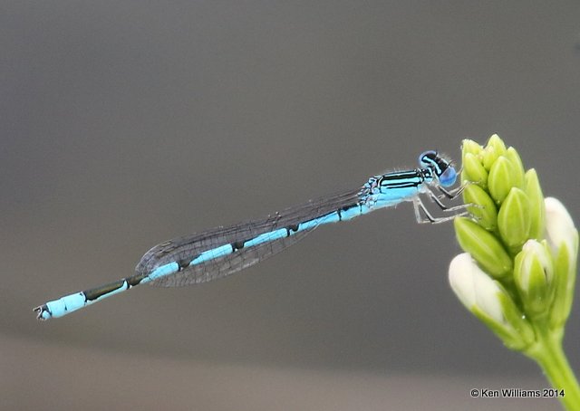 Double-striped Bluet male, TNC Tallgrass Prairie Preserve, Osage County, OK, 5-30-14, Jp_14554.JPG
