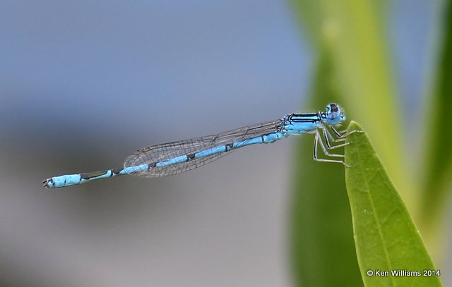 Double-striped Bluet male, TNC Tallgrass Prairie Preserve, Osage County, OK, 5-30-14, Jp_14665.JPG