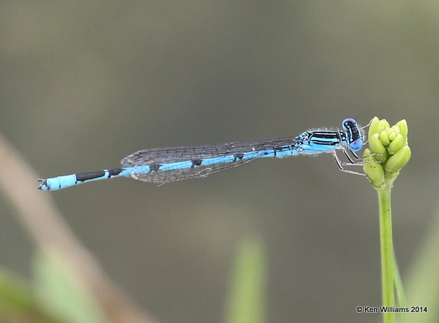 Double-striped Bluet male, TNC Tallgrass Prairie Preserve, Osage County, OK, 5-30-14, Jp_14775.JPG
