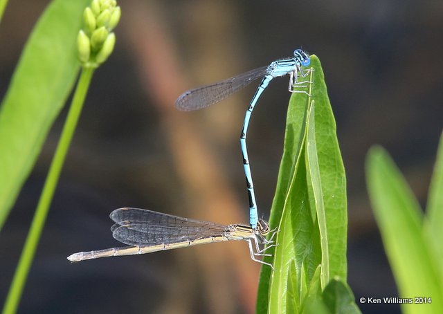 Double-striped Bluet pair, TNC Tallgrass Prairie Preserve, Osage County, OK, 5-30-14, Jp_14599.JPG