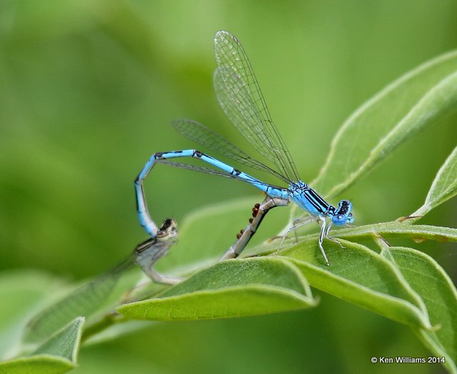 Double-striped Bluet pair, TNC Tallgrass Prairie Preserve, Osage County, OK, 5-30-14, Jp_14671.JPG