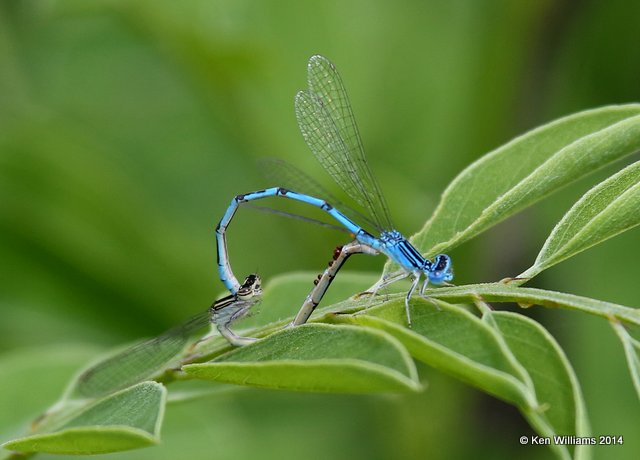Double-striped Bluet pair, TNC Tallgrass Prairie Preserve, Osage County, OK, 5-30-14, Jp_14673.JPG