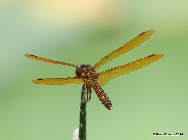 Eastern Amberwing, Nickel TNC Preserve, Cherokee Co, OK, 7-8-14,  Jp_16216.JPG