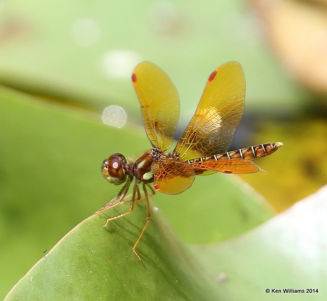 Eastern Amberwing, Nowata Co, OK, 7-2-14, Jp_15774.JPG