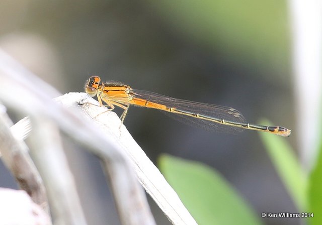 Eastern Forktail female, TNC Tallgrass Prairie Preserve, Osage County, OK, 5-30-14, Jp_14978.JPG