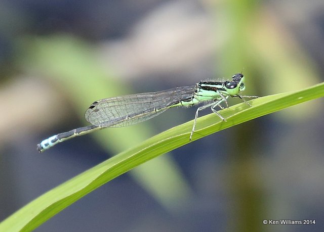 Eastern Forktail male, TNC Tallgrass Prairie Preserve, Osage County, OK, 5-30-14, Jp_14529.JPG