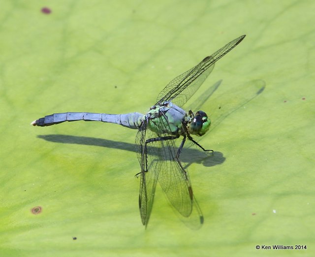 Eastern Pondhawk immature male, Haskell City Lake, Muskogee Co, OK, 6-3-14, Jp_15428.JPG