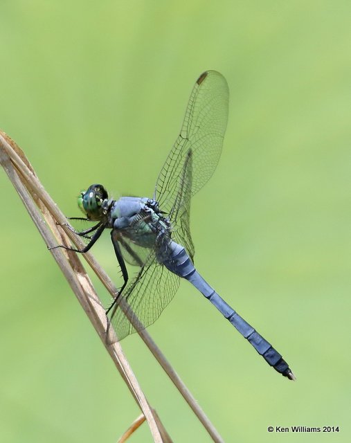 Eastern Pondhawk male, Nickel TNC Preserve, Cherokee Co, OK, 7-8-14,  Jp_16208.JPG