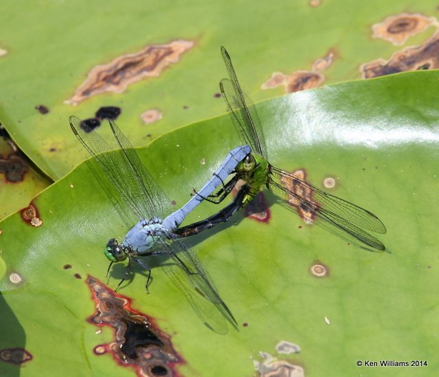 Eastern Pondhawk pair, Haskell City Lake, Muskogee Co, OK, 6-3-14, Jp_15398.JPG
