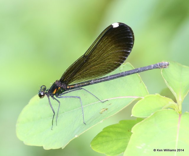 Ebony Jewelwing female, Snake Creek, Mayes Co, OK, 7-11-14,  Jp_16415.JPG