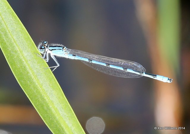 Familiar Bluet male, Muskogee Co, OK, 5-22-14, Jp_13850.JPG